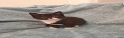 Mixed Breed cats for sale: MALE KITTENS VIDEOS - Advert 9