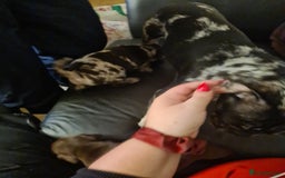 Mixed Breed dogs for sale: Frug pups for sale  - Advert 5