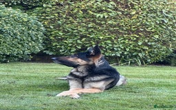 German Shepherd dogs for sale: Stunning German Shepard Litter On Their Way - Image 6