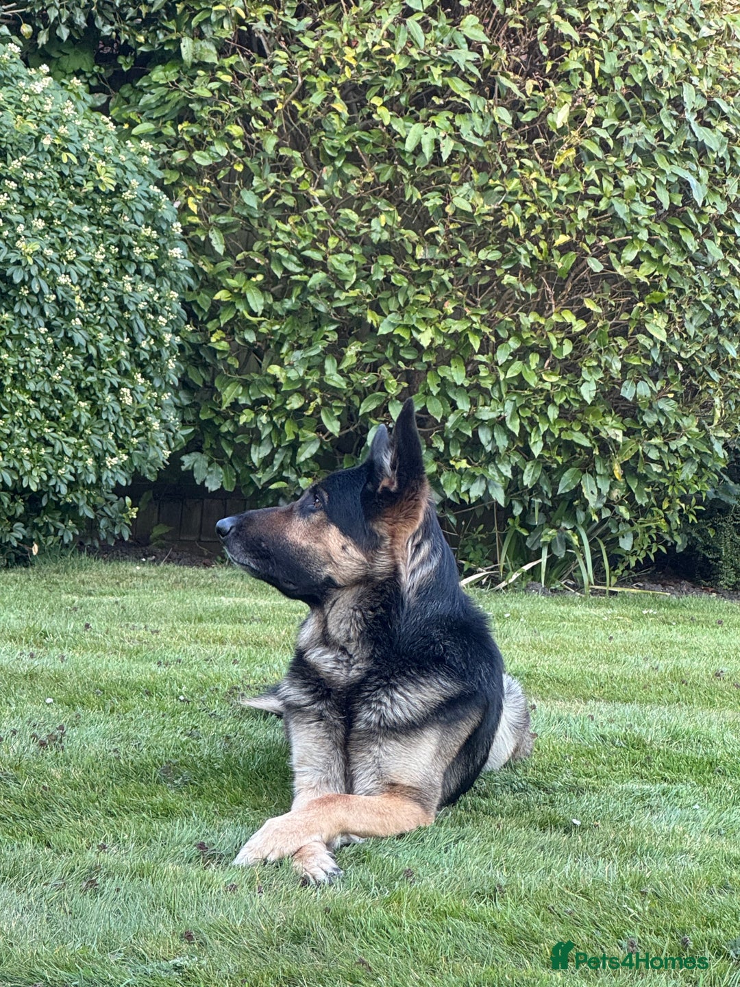 German Shepherd dogs for sale: Stunning German Shepard Litter On Their Way - Image 6