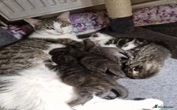 Domestic Shorthair cats for sale: Bonded pair black kittens 18 weeks old - Image 2