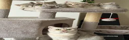 British Shorthair cats for sale: BSH kittens for sale  - Advert 6