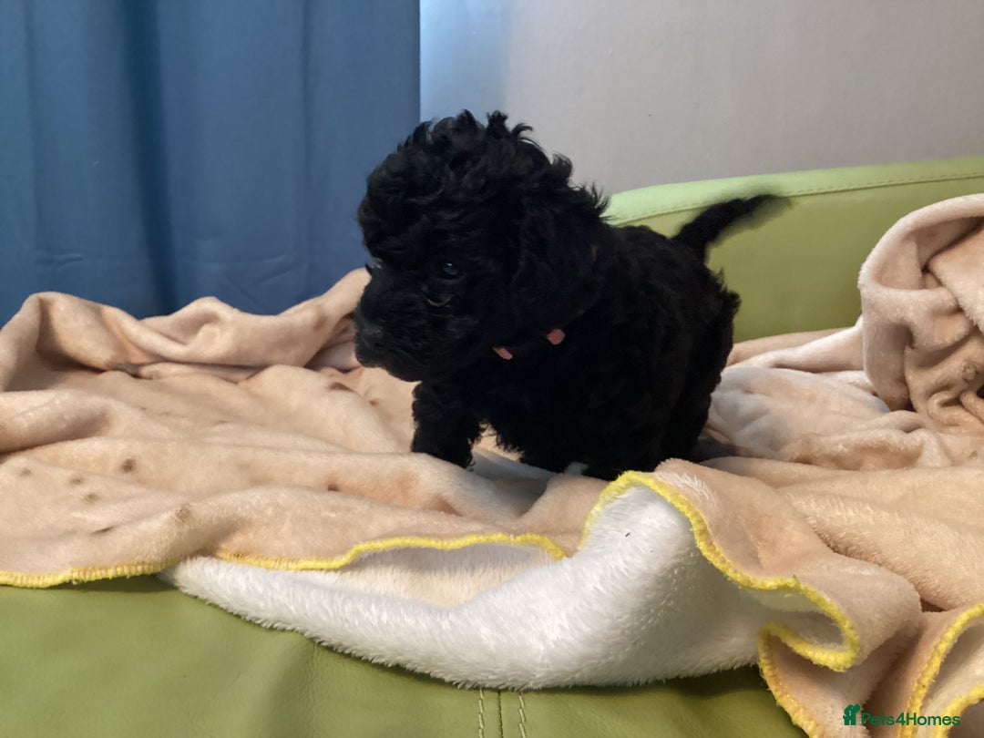 Mixed Breed dogs for sale: Poodle x - Advert 4