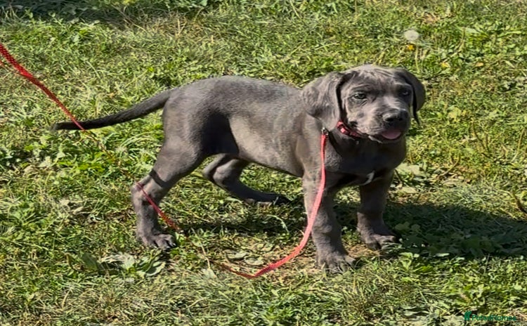 Cane Corso dogs - Advert 2