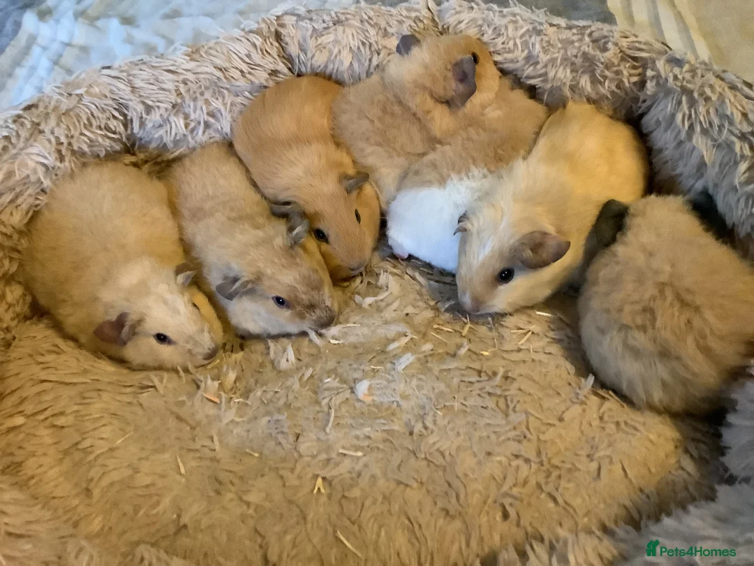 Guinea Pig rodents for sale: Lovely Baby Teddy, Cali, Satin Carrier Guinea Pigs - Advert 1