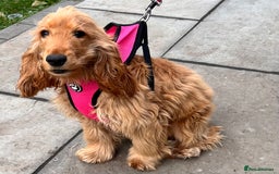 Cocker Spaniel dogs for sale: Show Type Cocker Spaniel for sale - Image 3