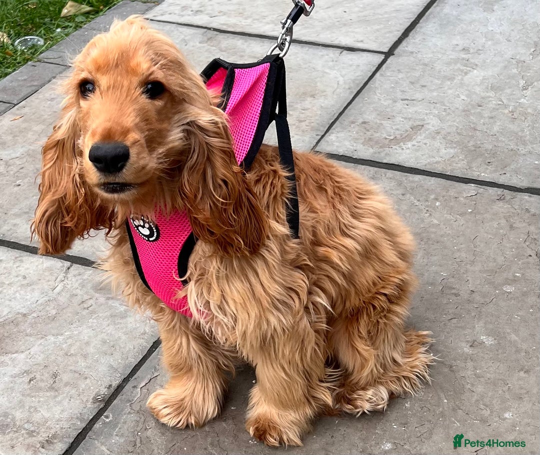 Cocker Spaniel dogs for sale: Show Type Cocker Spaniel for sale - Image 3