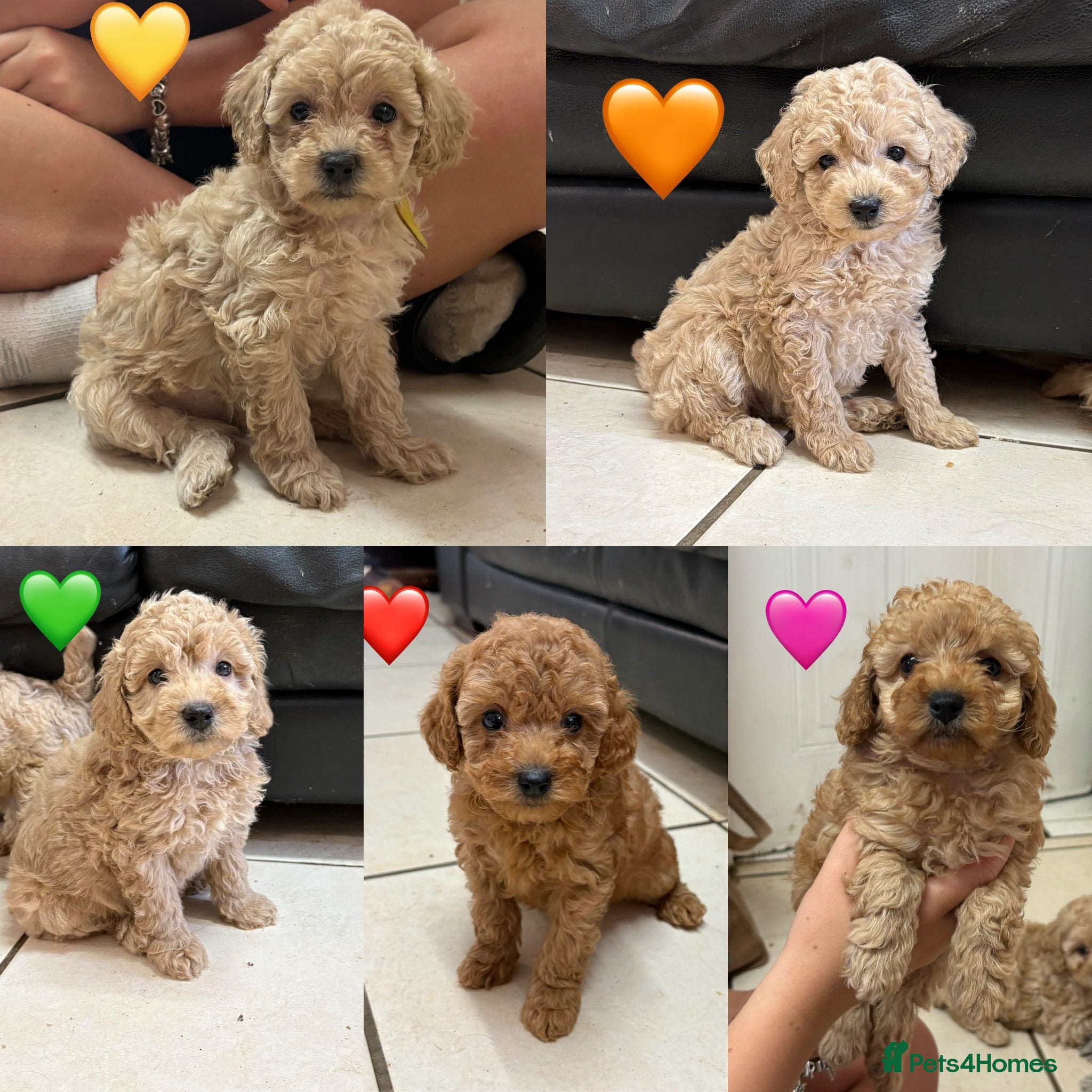 Miniature Poodle dogs Gorgeous Miniature Poodles - Advert 1