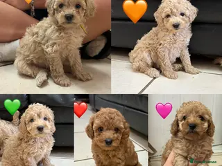 Miniature Poodle dogs Gorgeous Miniature Poodles - Advert 1