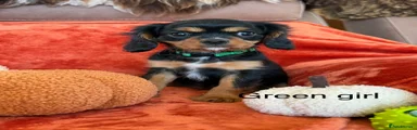 Cavalier King Charles Spaniel 5
