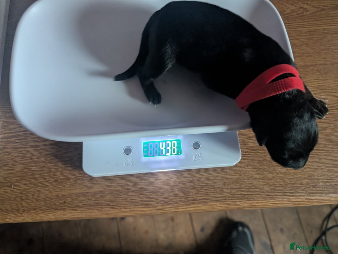 Mixed Breed dogs for sale: Mali X Alsatian and Caucasian X Alsatian. - Advert 4