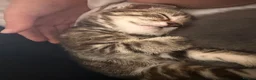 Mixed Breed cats for sale: 🐾 Beautiful Male Tabby Kitten 🐾 - Advert 3