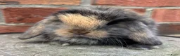 Mini Lop rabbits for sale: Pedigreed pure bred mini lops  - Advert 18
