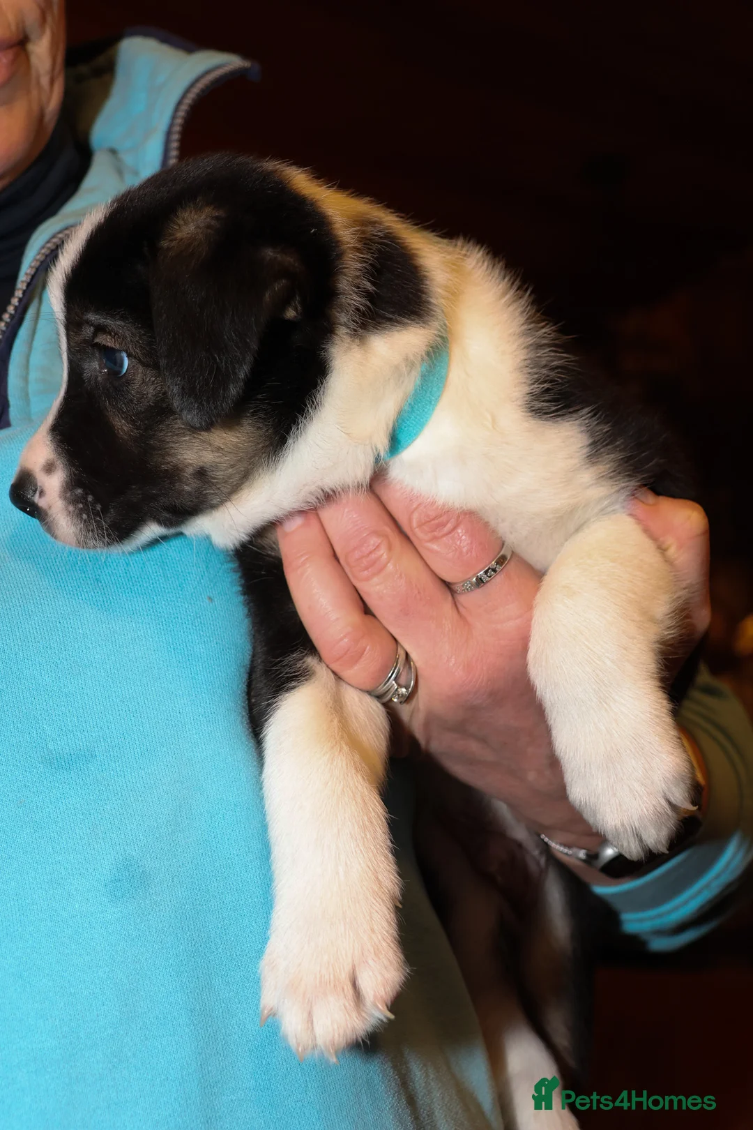 Welsh Collie dogs for sale: Beautiful Welsh Collie Sheepdog Puppies for Sale - Advert 2