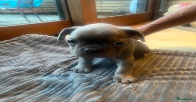 French Bulldog dogs - Advert 8