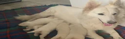 White Swiss Shepherd dogs for sale: Beautiful White Swiss Shepherd Puppies - Advert 3