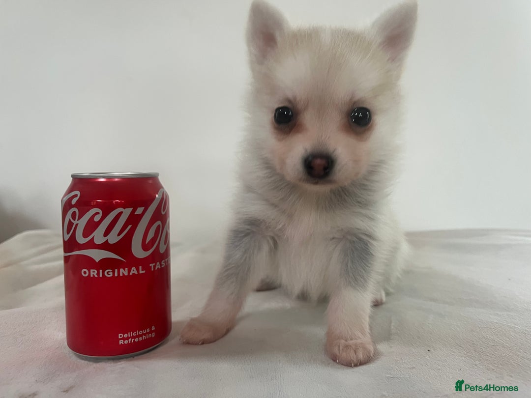 Pomsky dogs for sale: Honey I shrunk the Husky 😂 Genuine Toy size pomsk - Image 22