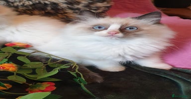 Ragdoll cats - Advert 13