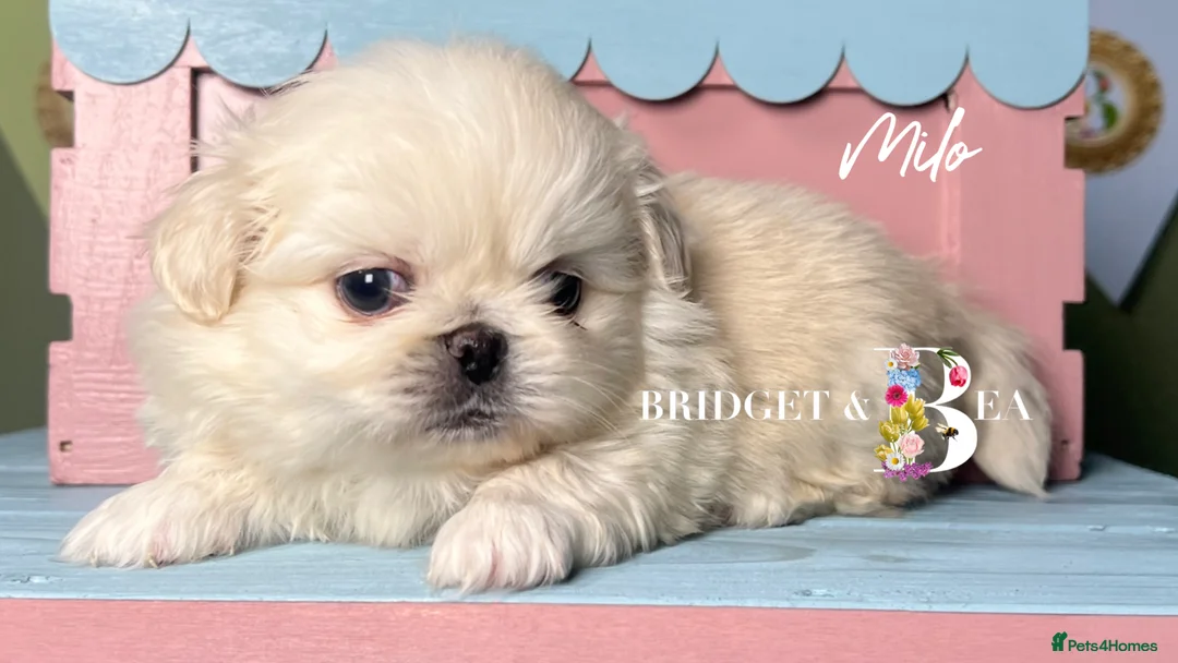 Pekingese dogs for sale: 🩷READY NOW 1 girl 1 boy 🩵 - Advert 13