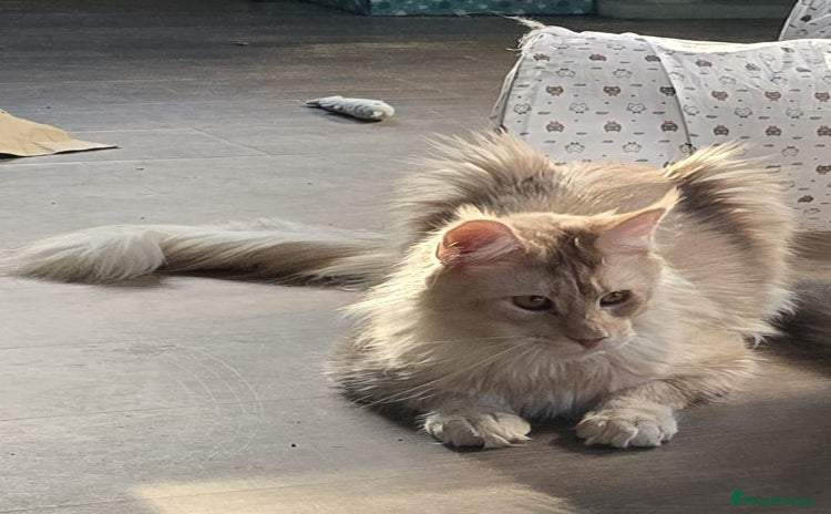 Maine Coon cats - Advert 4