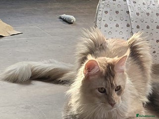 Maine Coon cats - Advert 1