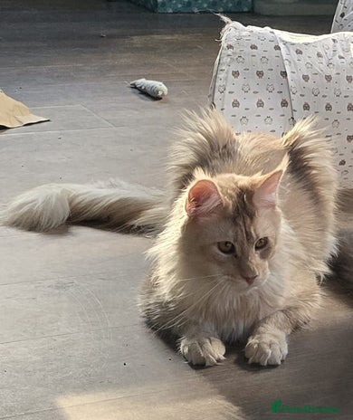 Maine Coon cats - Advert 4