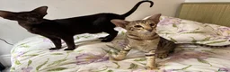 Oriental cats for sale: Playful and friendly kittens ready to leave in New Malden - Advert 10