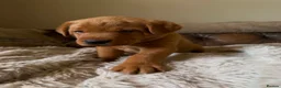 Labrador Retriever dogs for sale: Fox red Labradors puppy  in Yelverton - Advert 26