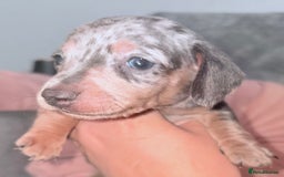 Miniature Dachshund dogs for sale: Beautiful unique babies  - Image 10