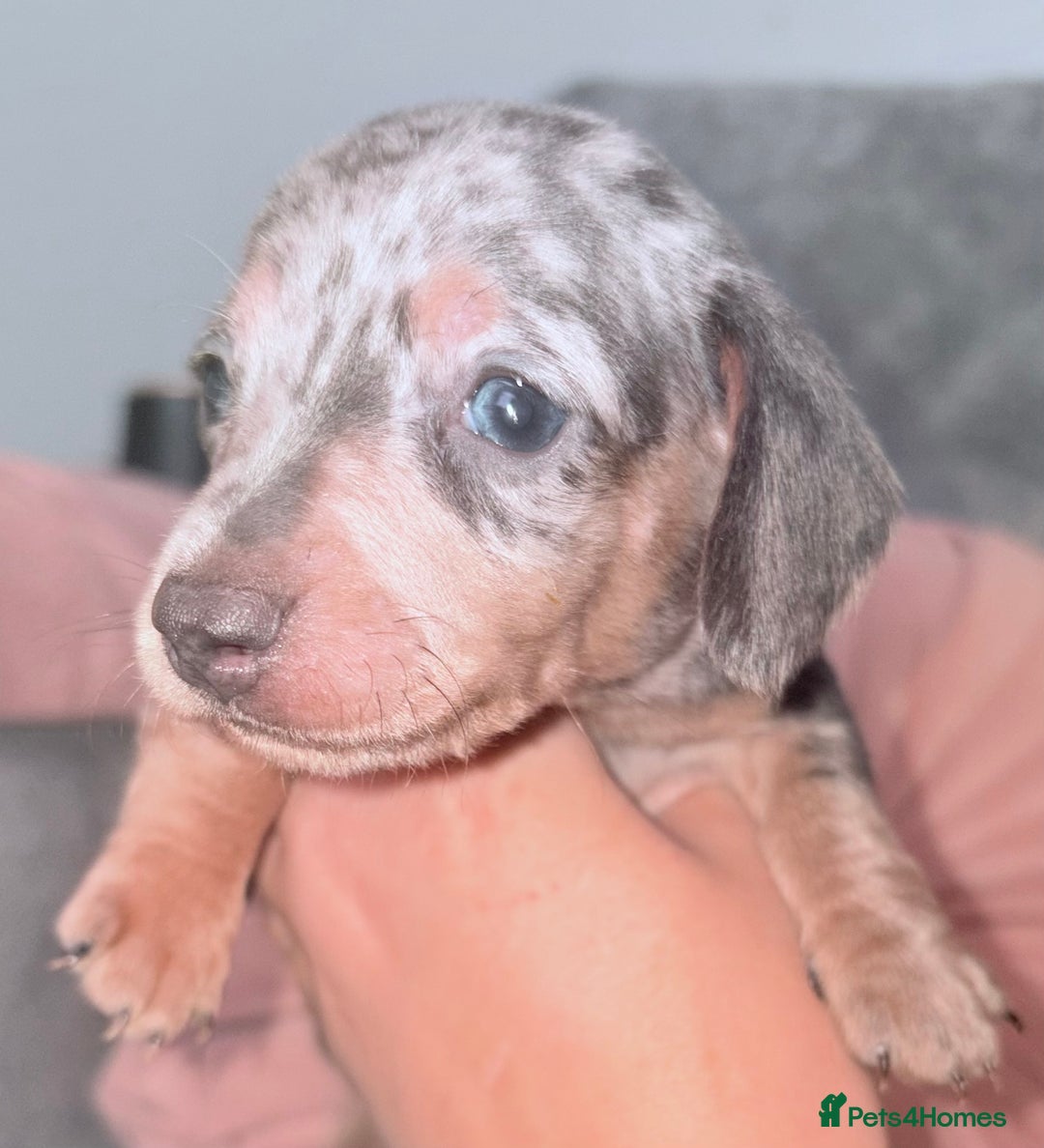Miniature Dachshund dogs for sale: Beautiful unique babies  - Image 10