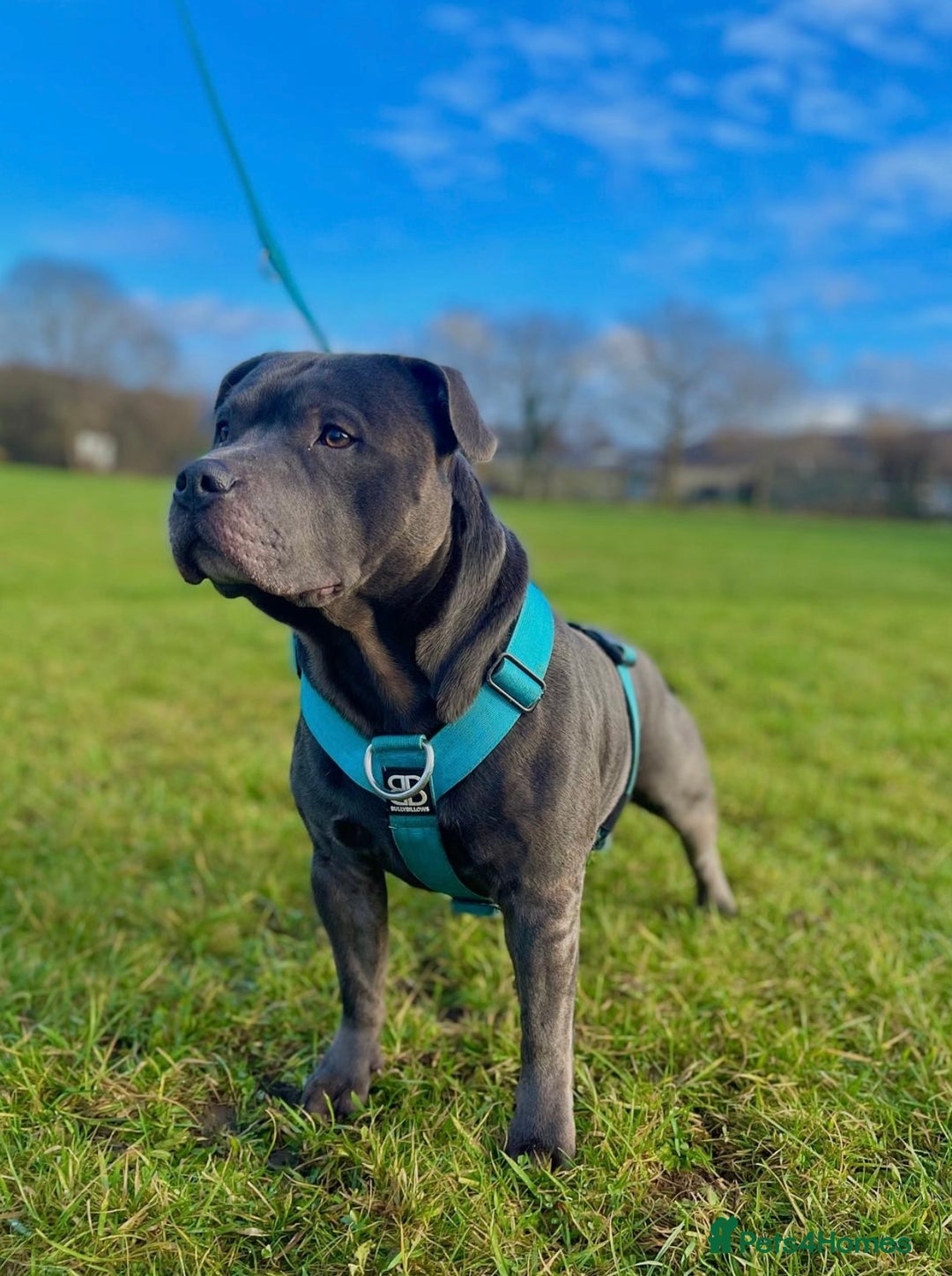 Staffordshire Bull Terrier dogs for sale: Blue StaffordshireBull Terrier Champion Pup - Image 11