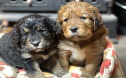 Bernedoodle dogs for sale: Beautiful Bernedoodle babies  - Advert 2