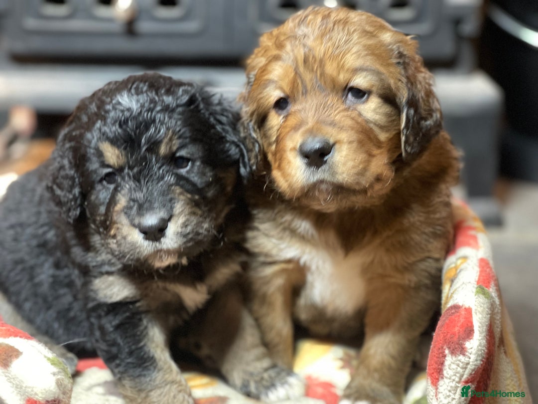Bernedoodle dogs for sale: Beautiful Bernedoodle babies  - Advert 2
