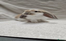 French Lop rabbits for sale: Beautiful French Lop Bunnies - Image 21
