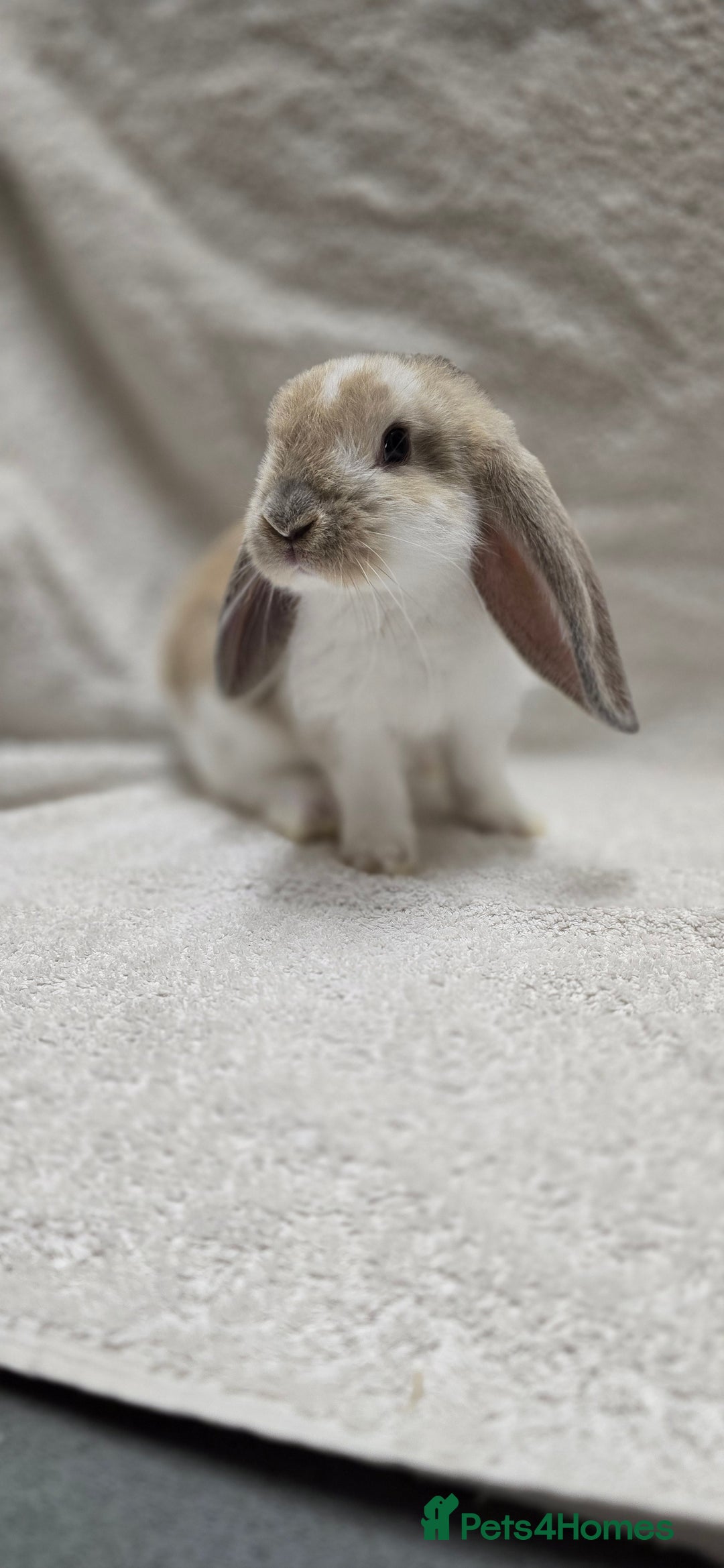 French Lop rabbits for sale: Beautiful French Lop Bunnies - Image 21