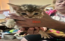 Mixed Breed cats for sale: 6 beautiful kittens for sale - Image 2