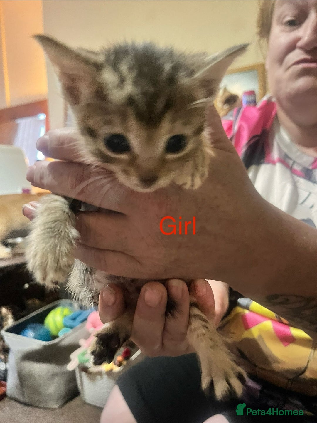 Mixed Breed cats for sale: 6 beautiful kittens for sale - Image 2