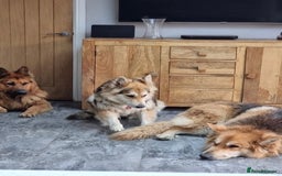 German Shepherd dogs for stud: German shepherd male for stud - Image 4