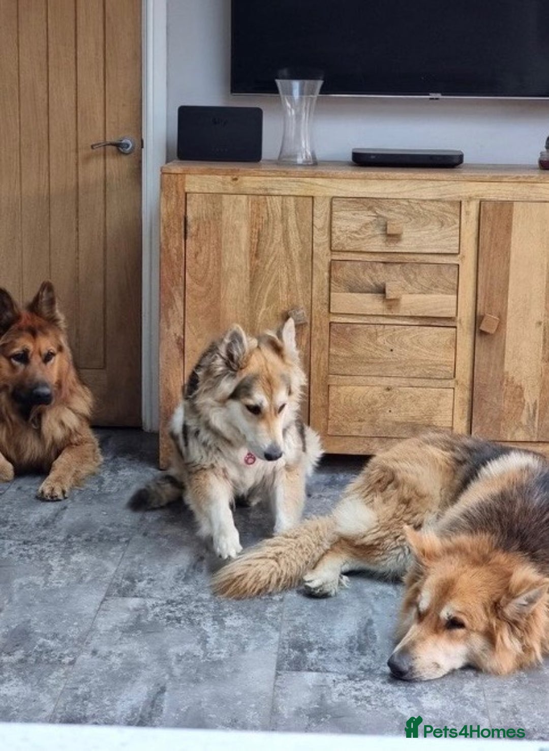 German Shepherd dogs for stud: German shepherd male for stud - Image 4