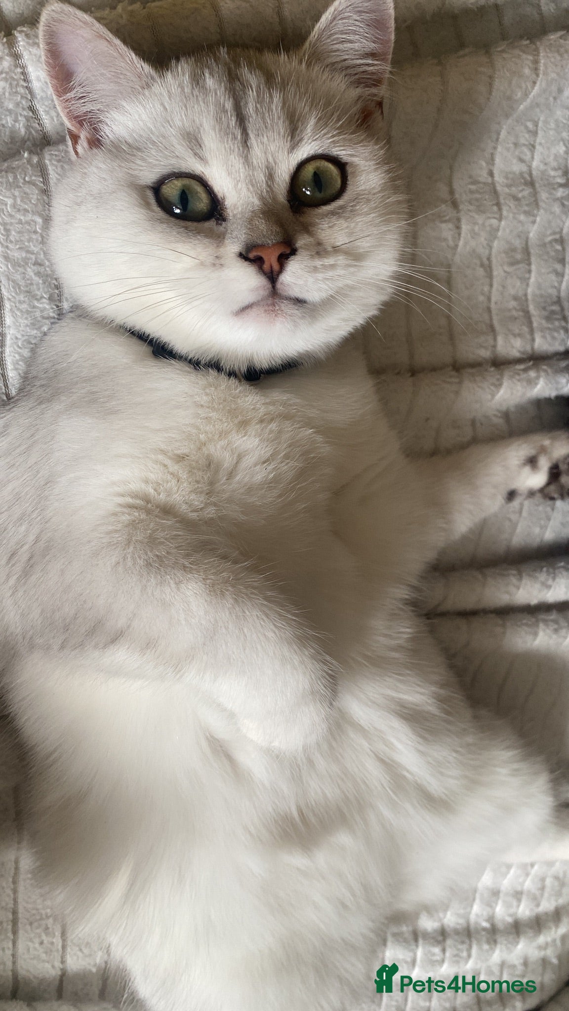 British Shorthair cats British Shorthair Silver Kittens - 2 FEMALES  - Advert 1