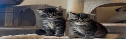 Persian cats for sale: Persian-Ragdoll Kittens - Affectionate and Fluffy - Advert 5