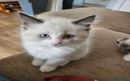Ragdoll cats for sale:  2 little ragdoll girls for sale - Image 3