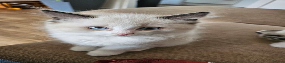 Ragdoll Kitten 2