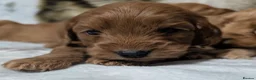Cockapoo dogs for sale: Quality F1 Cockapoo puppies  in Ammanford - Advert 20