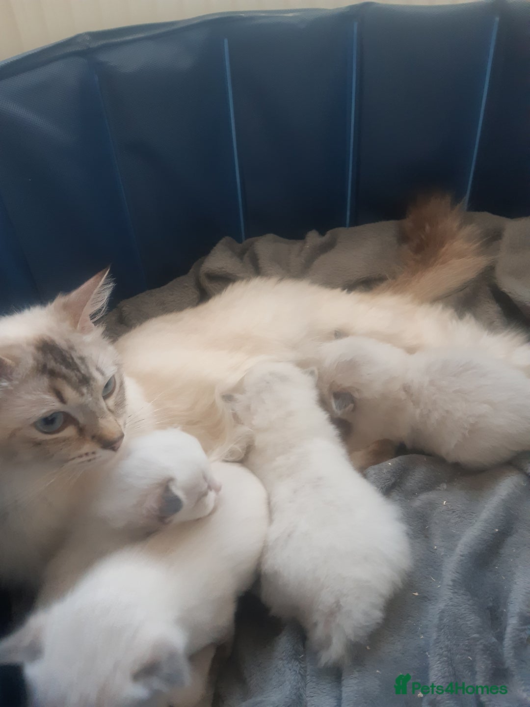 Ragdoll cats for sale: Ragdoll kitten  - Advert 4