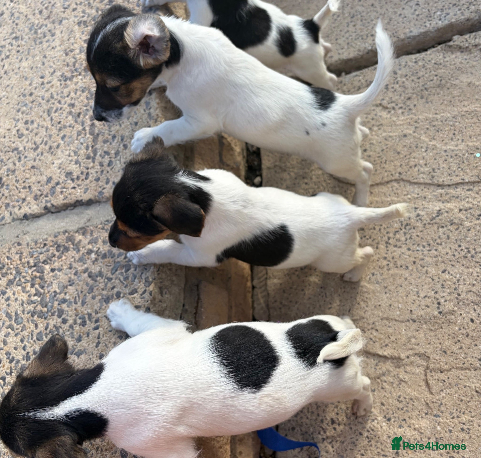 Jack Russell dogs Full breed jack russells 3 girls left !!! - Advert 1