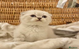British Shorthair cats for sale: 🧸EXCEPTIONAL QUALITY PURE BREED BSH TEDDY BEARS🧸 - Advert 2