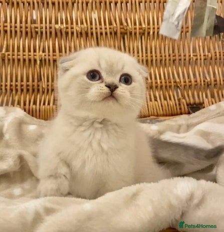 British Shorthair cats 🧸EXCEPTIONAL QUALITY PURE BREED BSH TEDDY BEARS🧸 - Advert 4