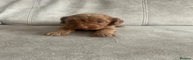 Cockapoo 3