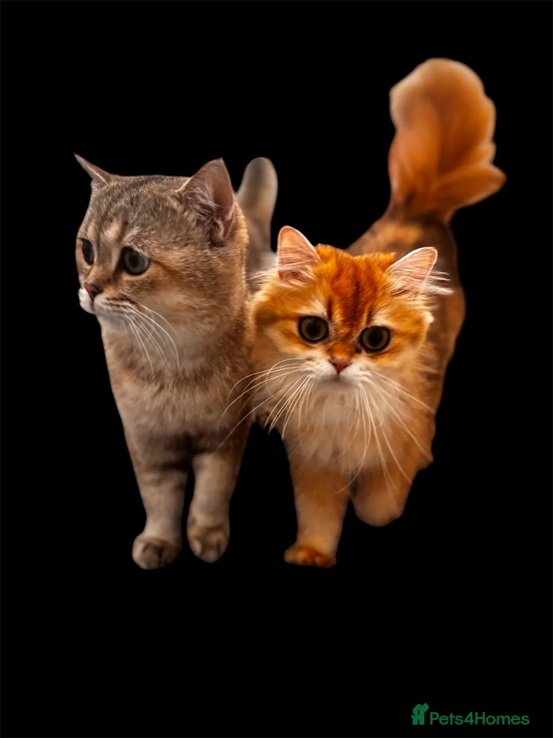 British Longhair cats for sale: British Longhair silver boy - Advert 1